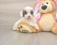 8 week old Poodle Puppy For Sale - Premier Pups