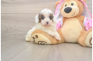 Small Poodle Purebred Pup
