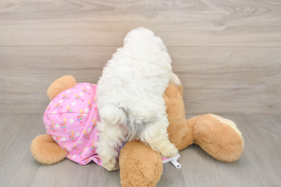 Poodle Puppy for Adoption