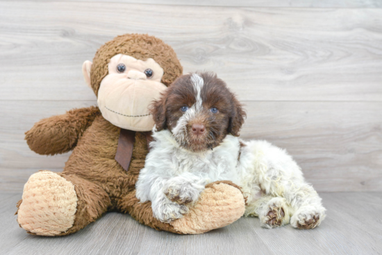 Hypoallergenic Portuguese Water Dog Baby