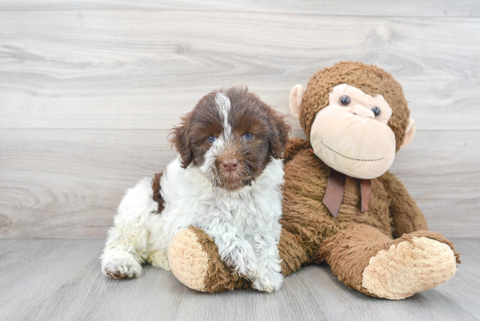 Small Portuguese Water Dog Purebred Pup