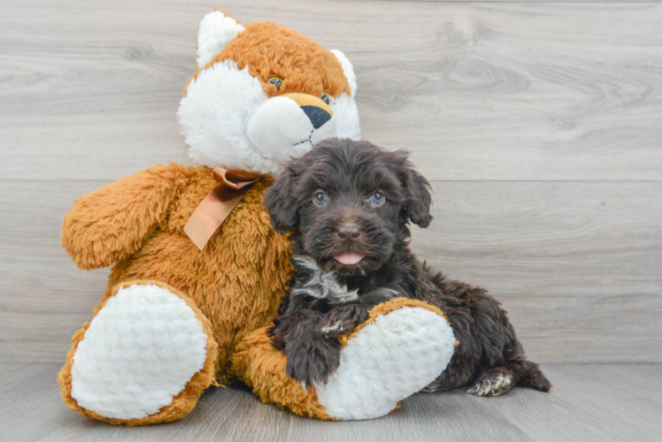 Hypoallergenic Portuguese Water Dog Baby