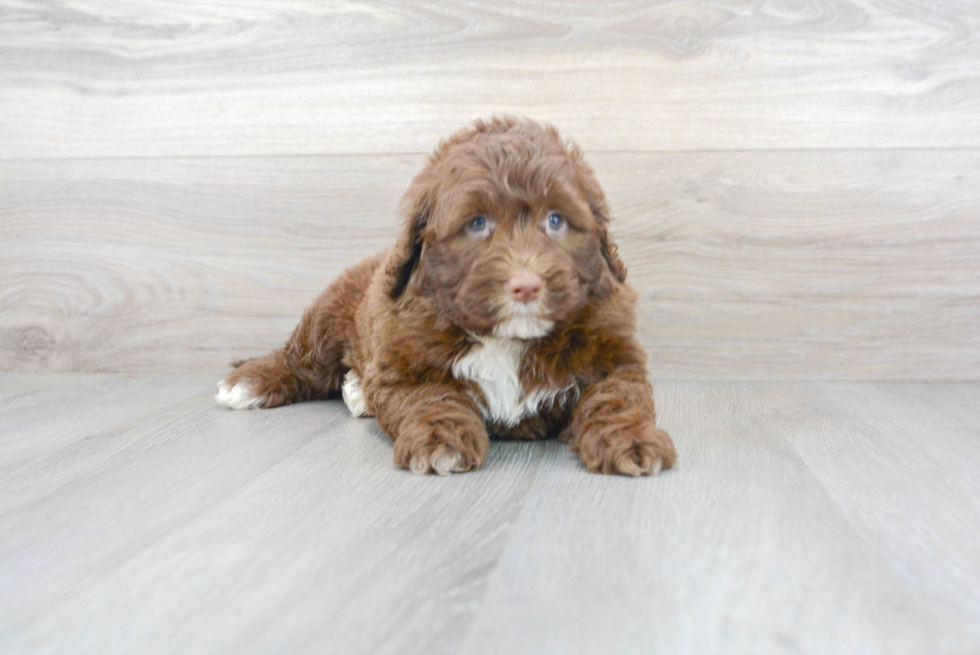 Playful Portuguese Water Dog Purebred Pup