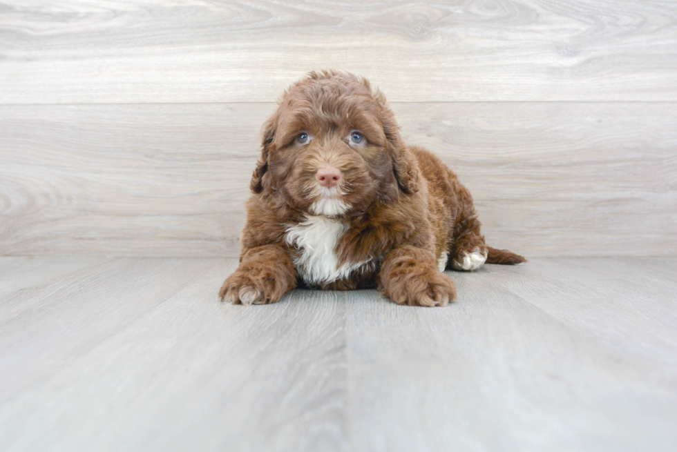 Portuguese Water Dog Pup Being Cute