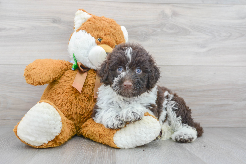 Portuguese Water Dog Pup Being Cute