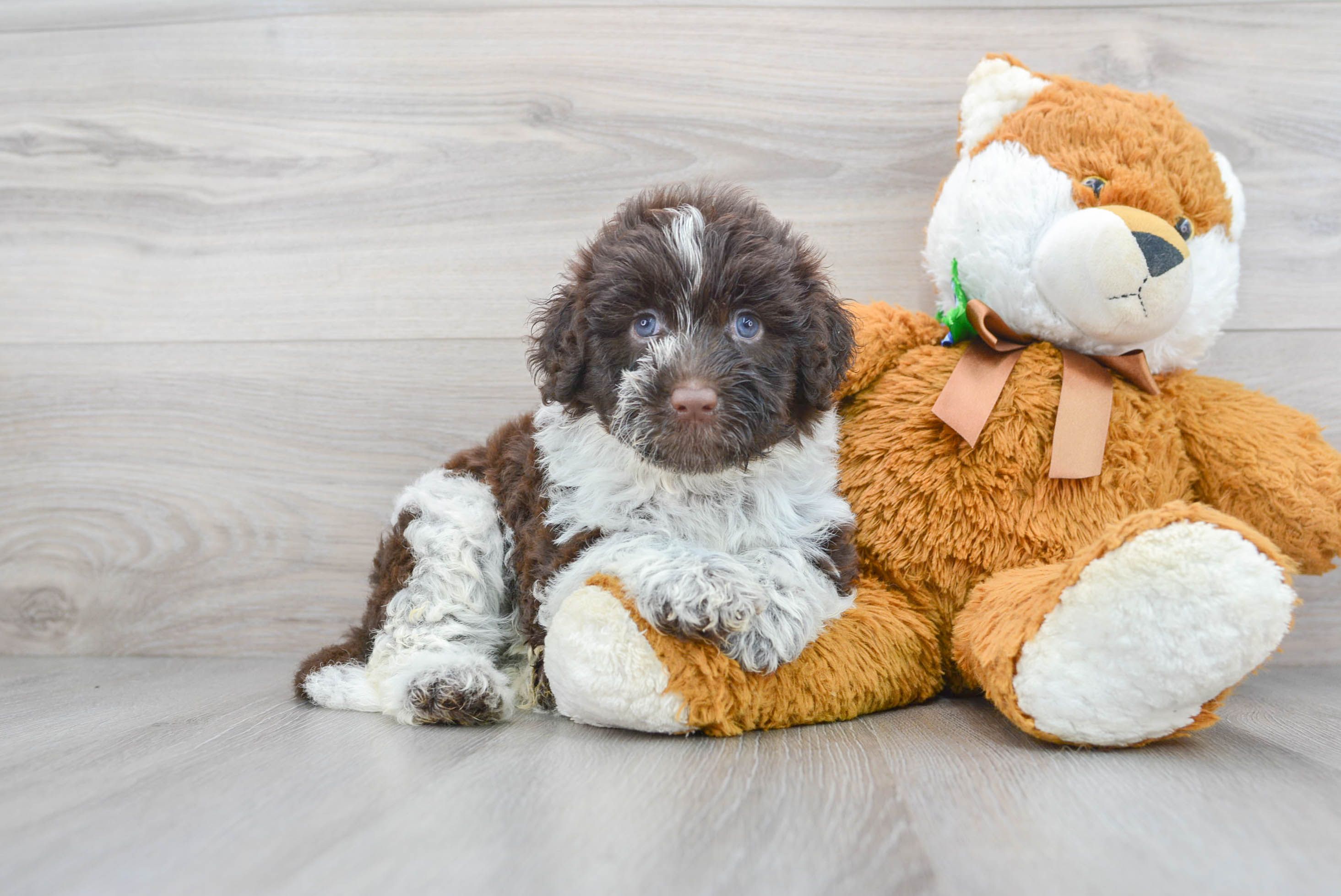 Playful Portuguese Water Dog Baby