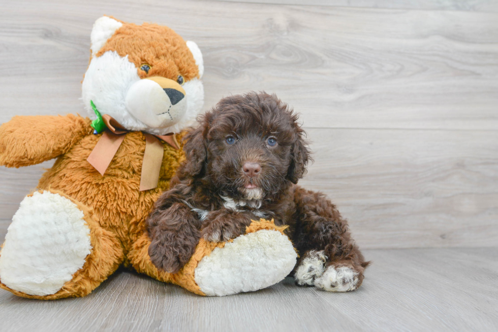 Best Portuguese Water Dog Baby