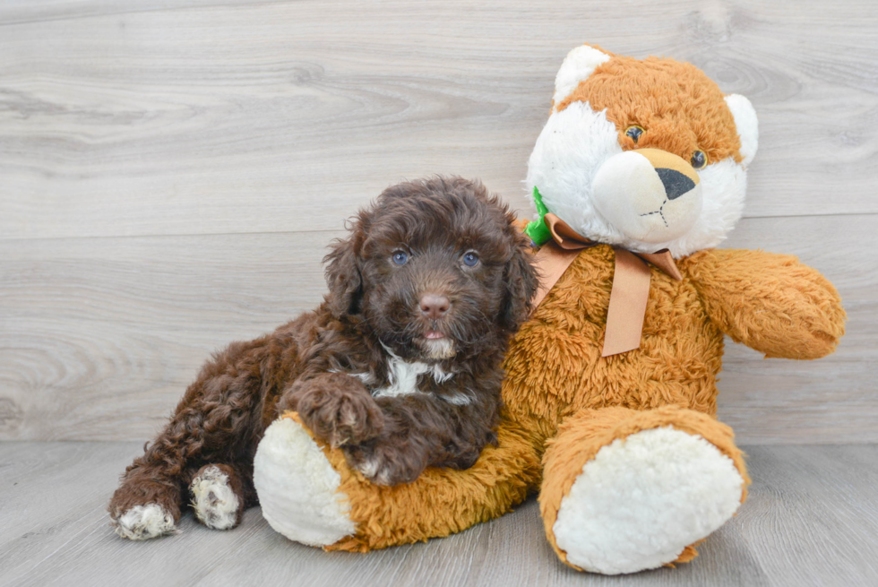 Sweet Portuguese Water Dog Purebred Puppy