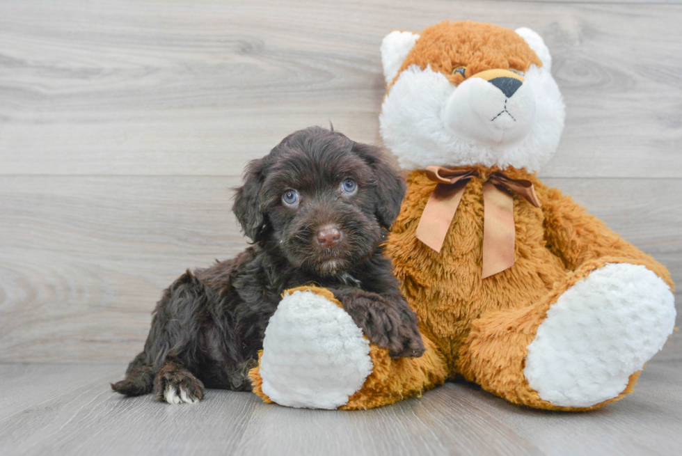 Sweet Portuguese Water Dog Purebred Puppy