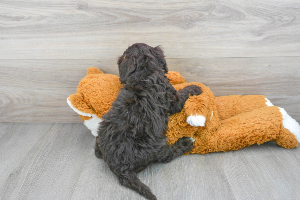 Cute Portuguese Water Dog Purebred Puppy