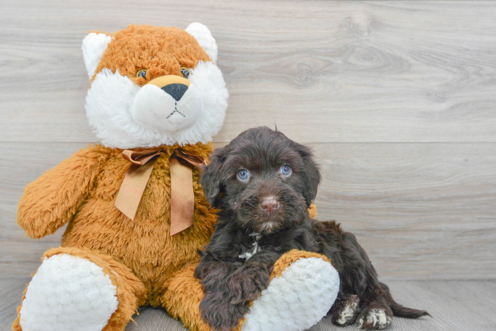 Funny Portuguese Water Dog Purebred Pup