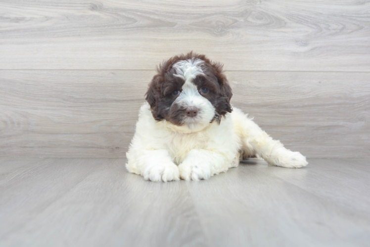 Cute Portuguese Water Dog Baby