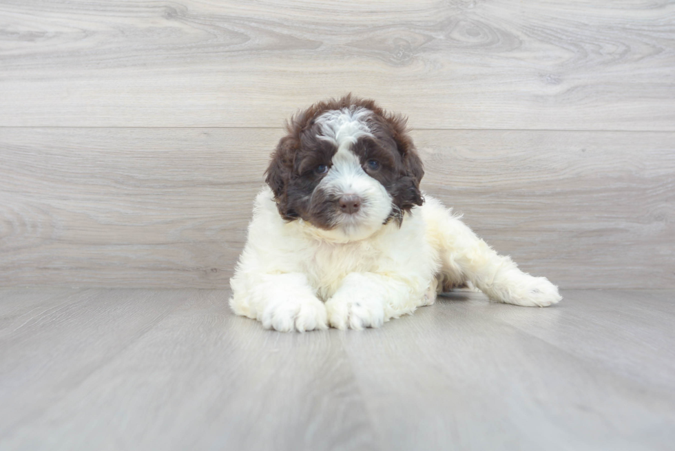 Cute Portuguese Water Dog Baby