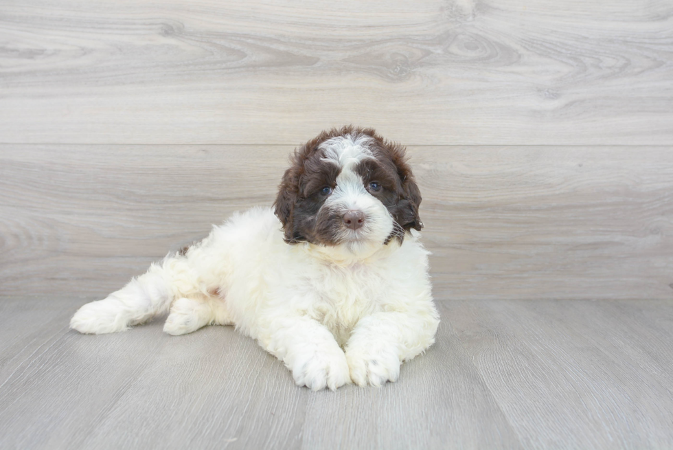 Portuguese Water Dog Puppy for Adoption