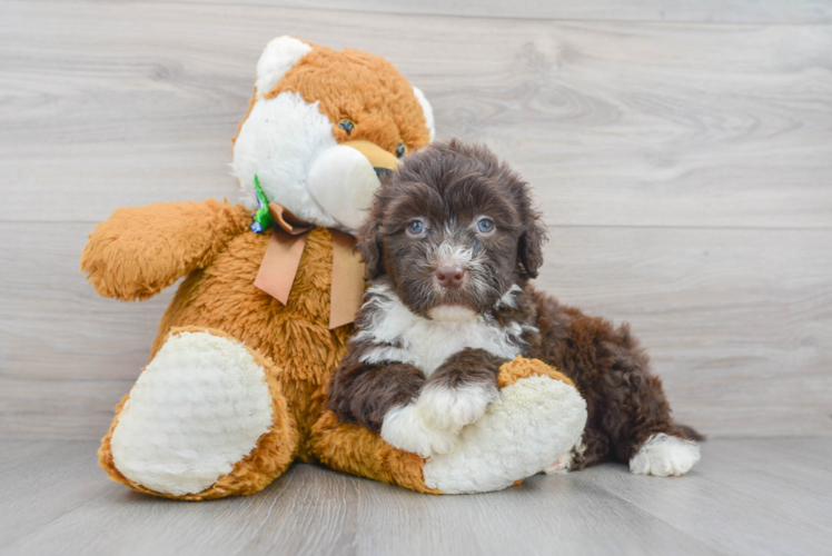 Popular Portuguese Water Dog Purebred Pup