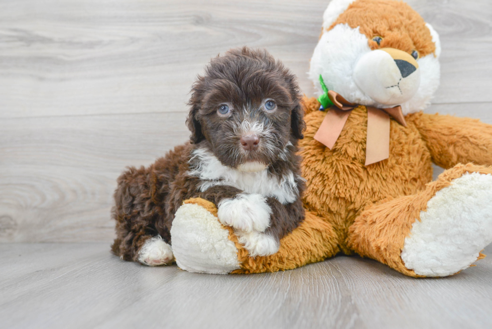 Fluffy Portuguese Water Dog Purebred Puppy