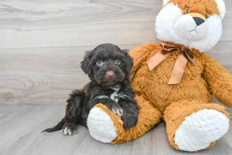 Best Portuguese Water Dog Baby