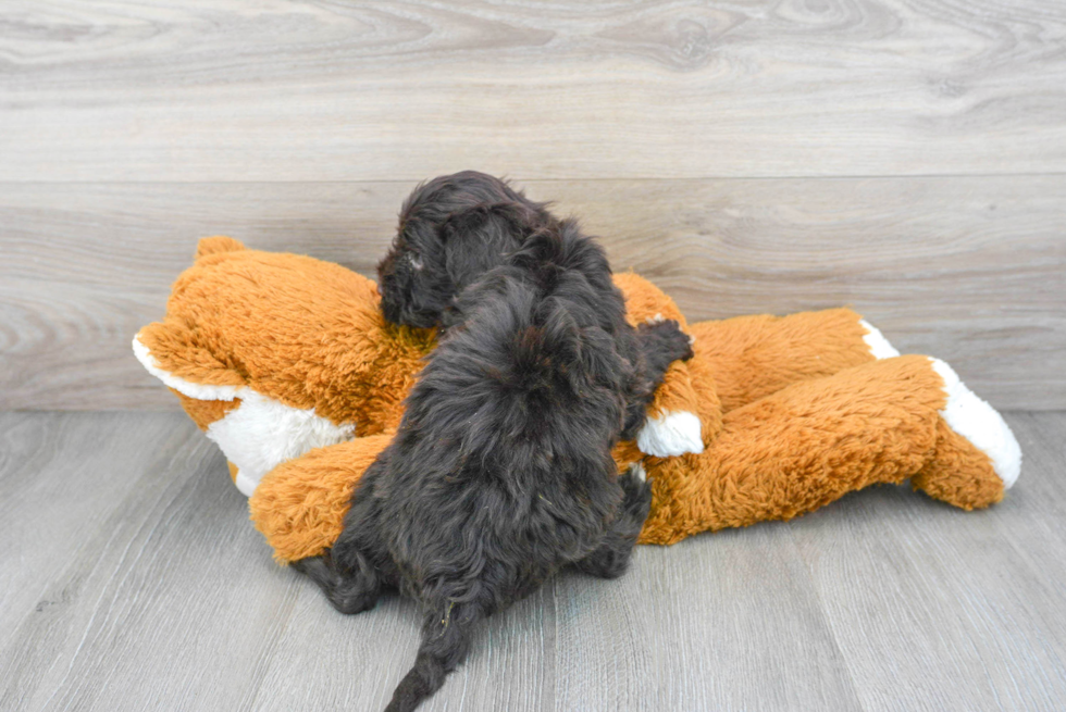 Portuguese Water Dog Puppy for Adoption