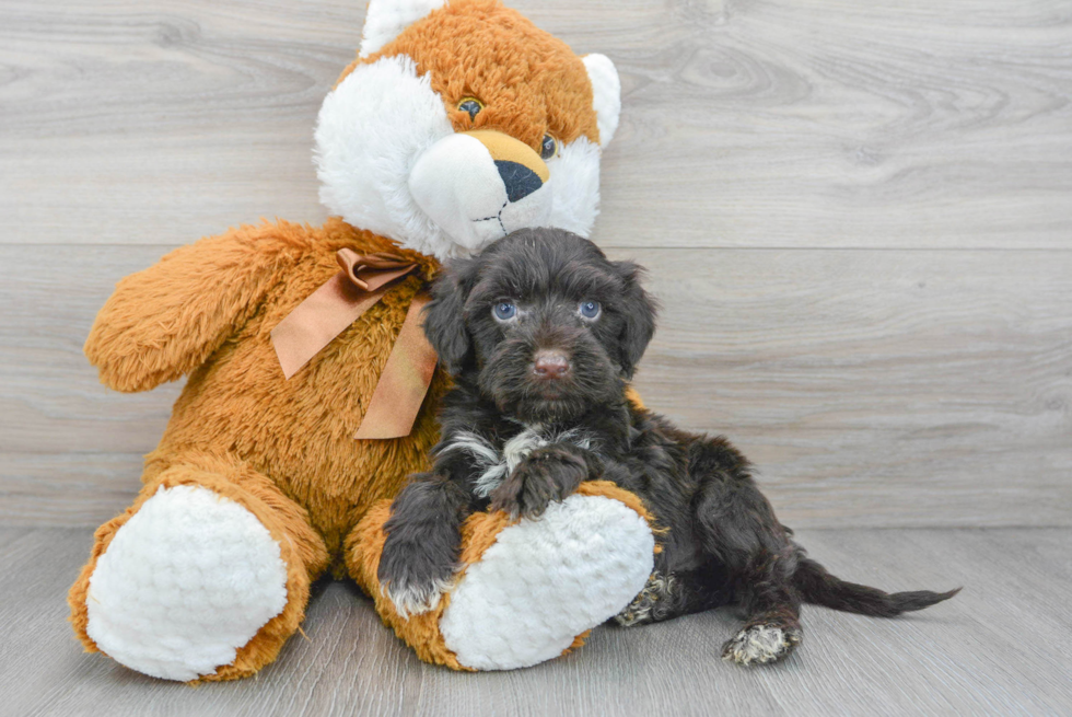 Hypoallergenic Portuguese Water Dog Purebred Pup