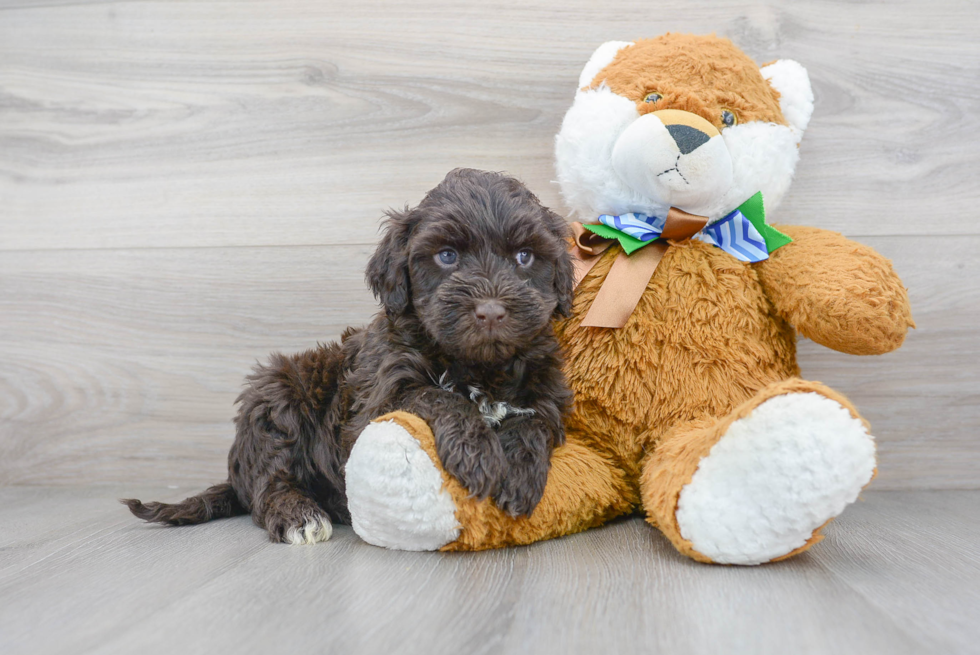 Akc Registered Portuguese Water Dog Baby