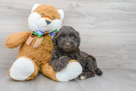 Portuguese Water Dog Puppy for Adoption