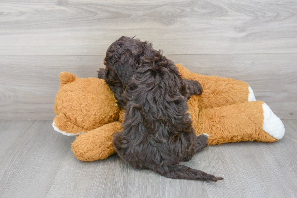 Portuguese Water Dog Puppy for Adoption