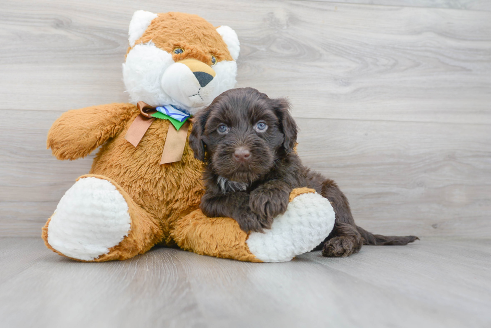 Portuguese Water Dog Pup Being Cute