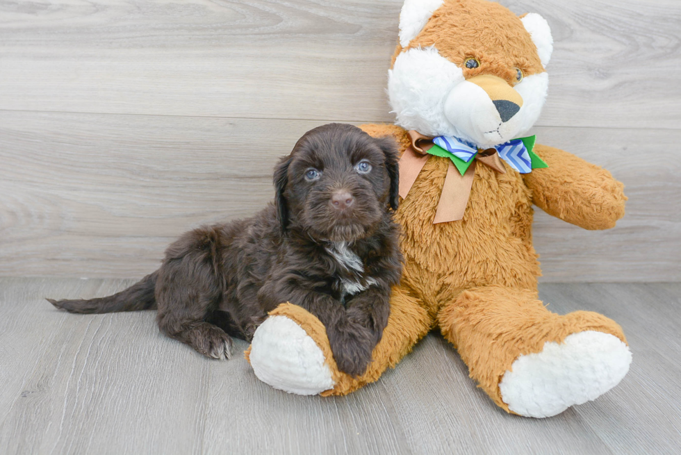 Playful Portuguese Water Dog Purebred Pup