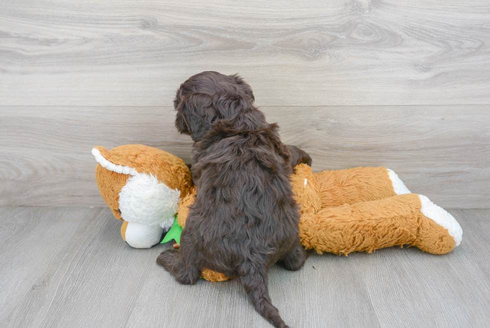 Petite Portuguese Water Dog Purebred Puppy