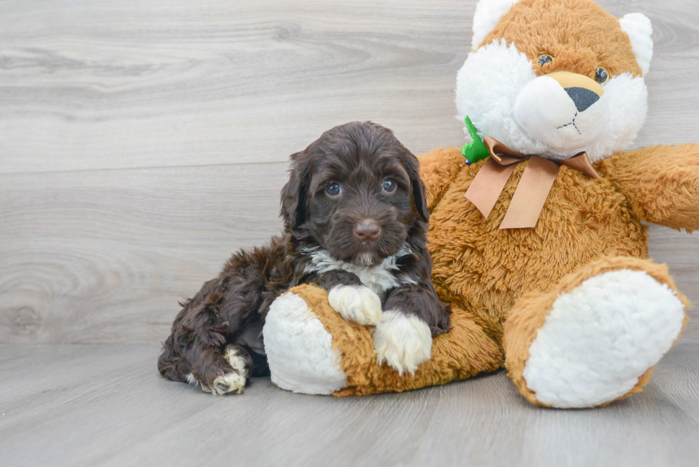 Smart Portuguese Water Dog Purebred Puppy