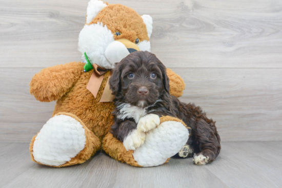 Best Portuguese Water Dog Baby