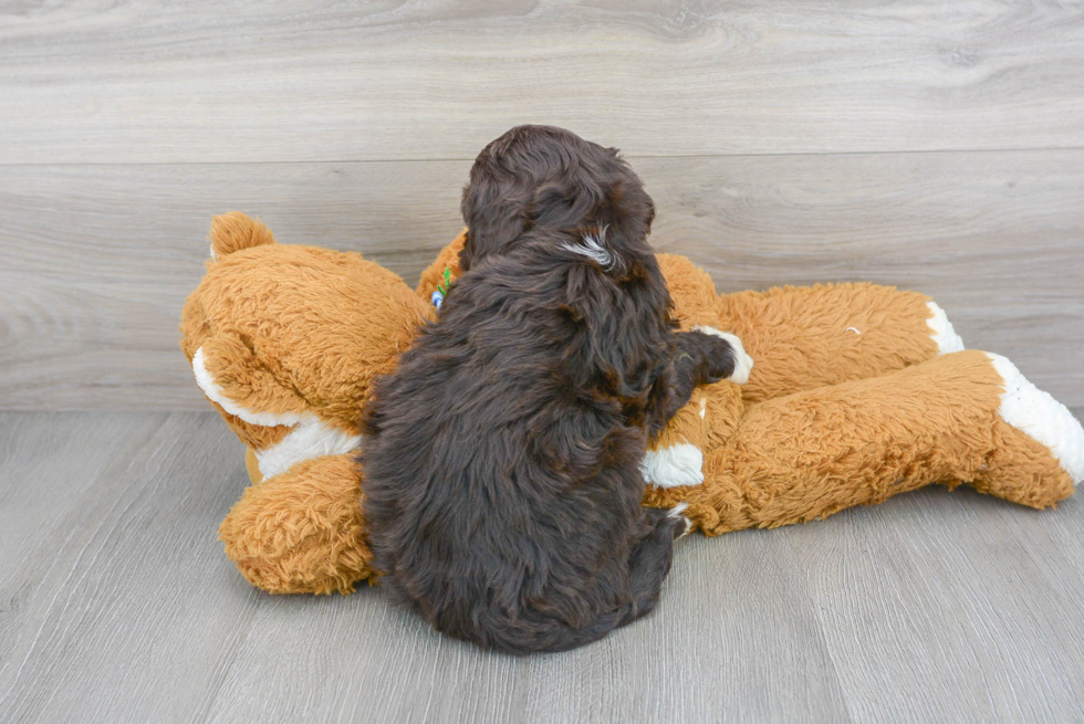 Playful Portuguese Water Dog Purebred Pup