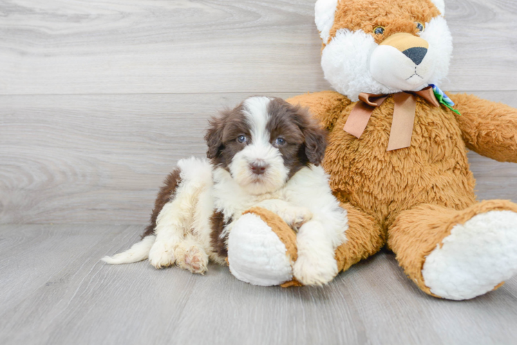 Cute Portuguese Water Dog Baby