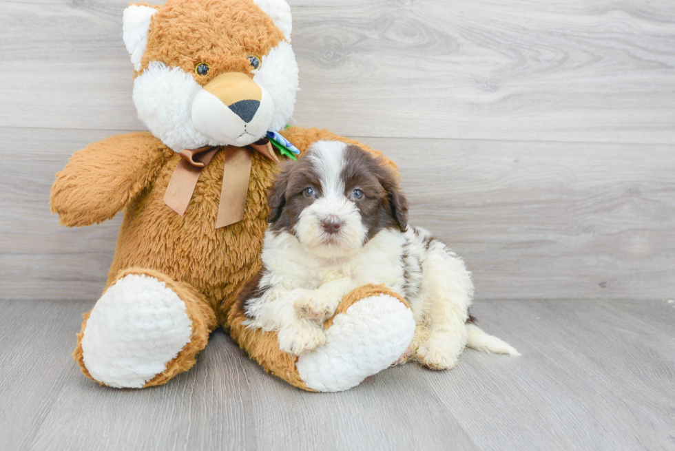 Best Portuguese Water Dog Baby