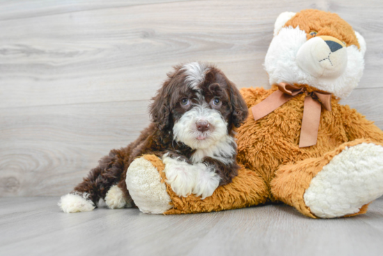 Portuguese Water Dog Puppy for Adoption