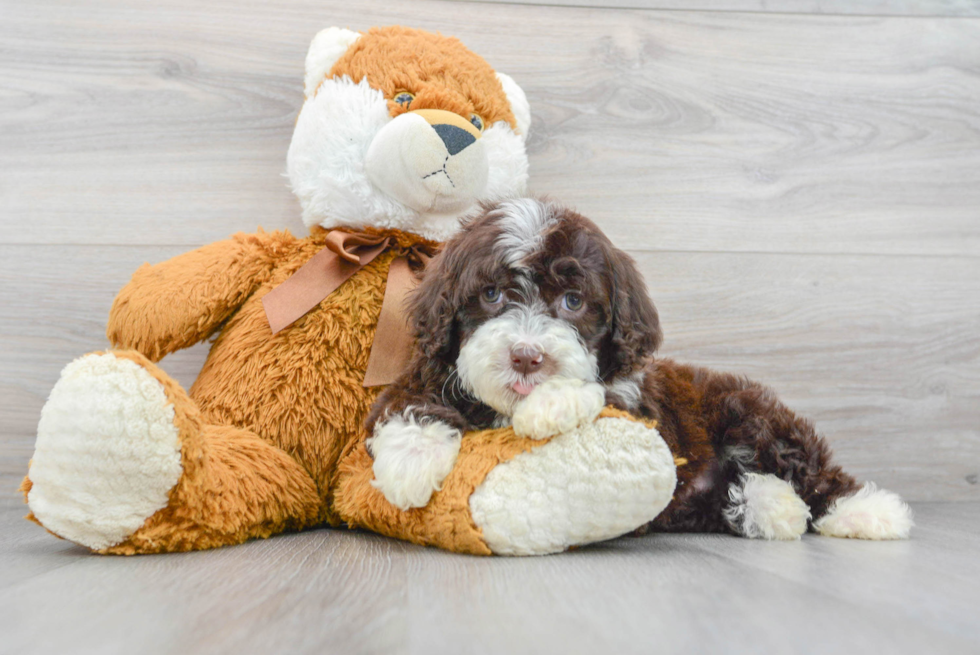 Portuguese Water Dog Puppy for Adoption