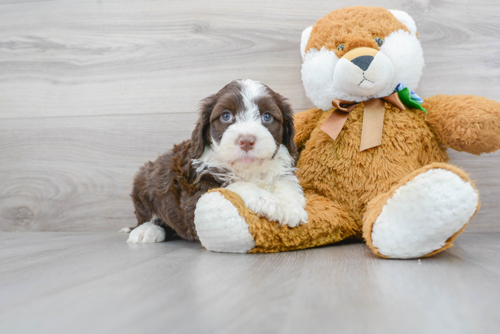 Smart Portuguese Water Dog Purebred Puppy