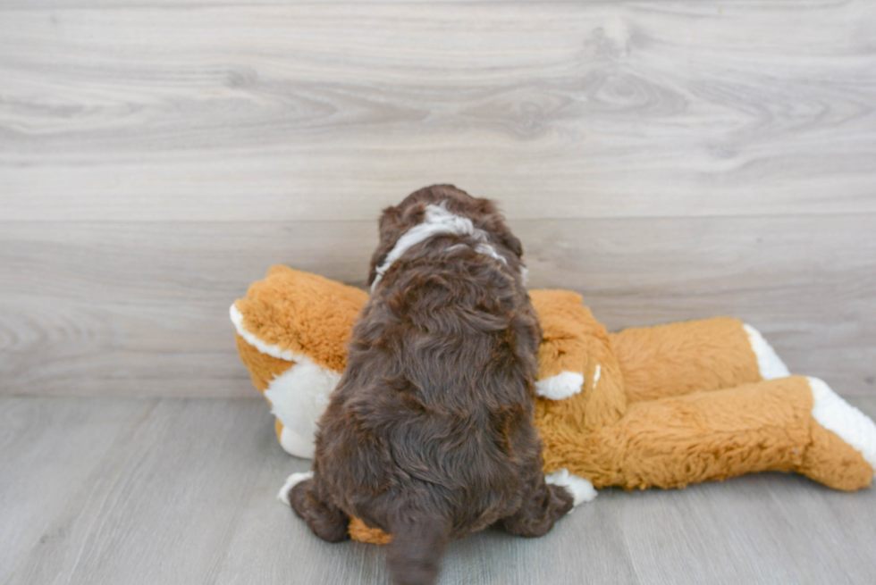 Friendly Portuguese Water Dog Baby