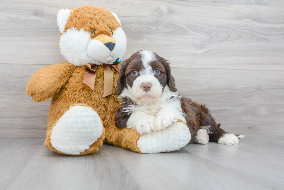 Portuguese Water Dog Puppy for Adoption