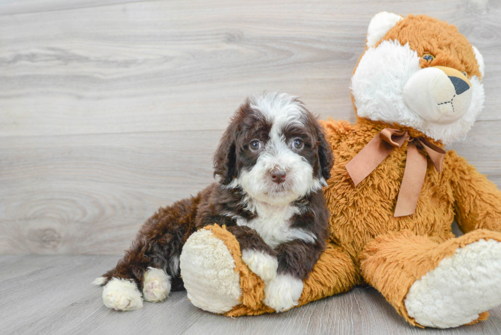 Playful Portuguese Water Dog Purebred Pup