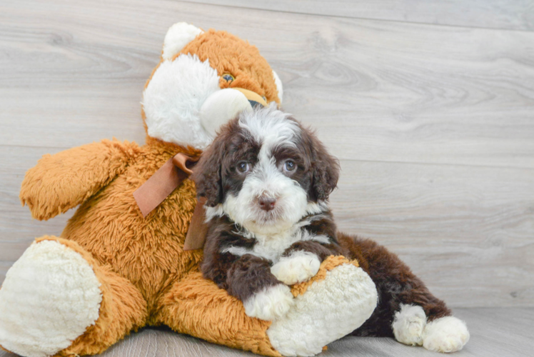 Funny Portuguese Water Dog Purebred Pup