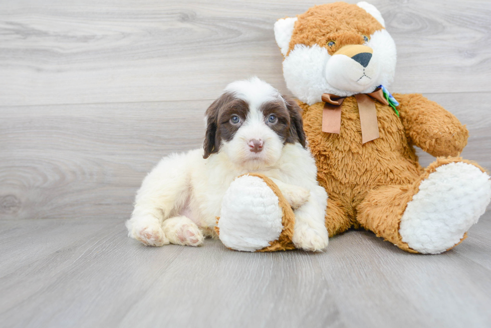 Sweet Portuguese Water Dog Purebred Puppy