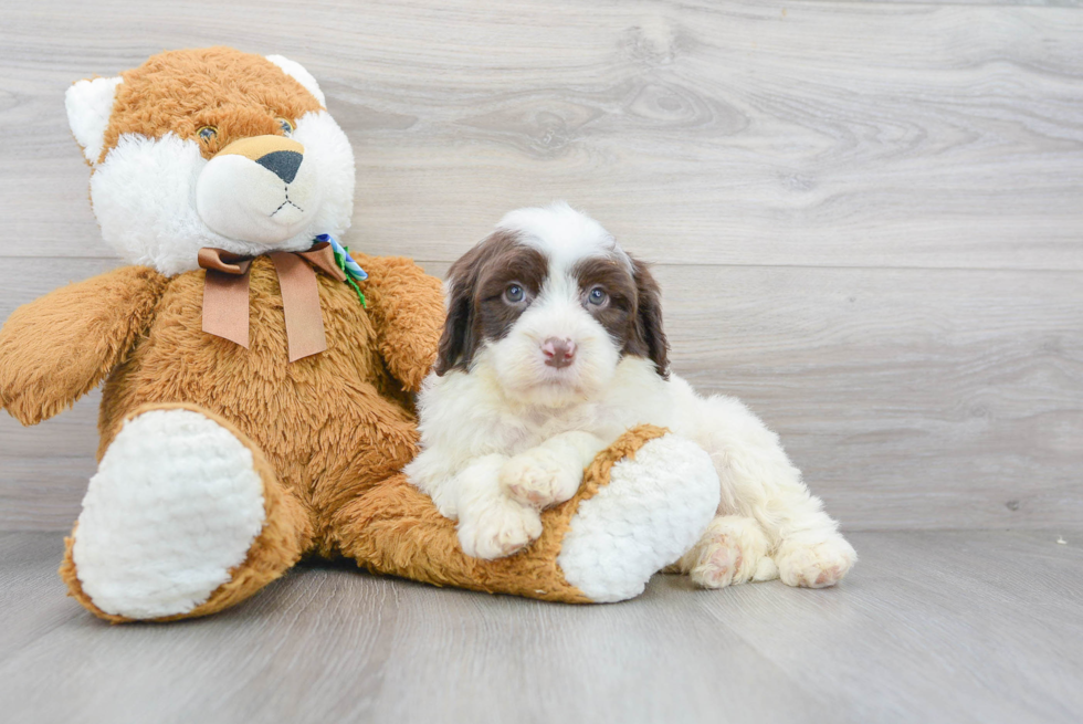 Hypoallergenic Portuguese Water Dog Baby