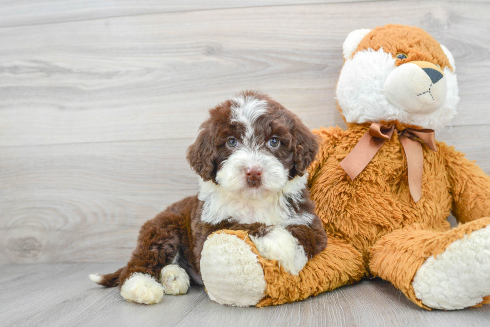 Portuguese Water Dog Pup Being Cute