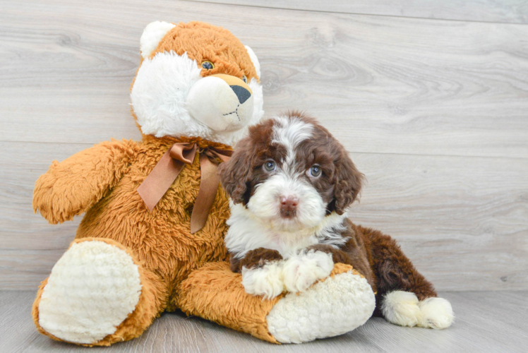 Portuguese Water Dog Pup Being Cute