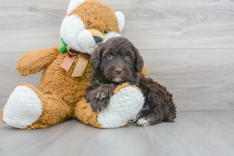 Portuguese Water Dog Pup Being Cute