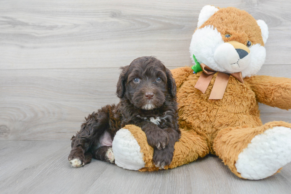 Fluffy Portuguese Water Dog Purebred Puppy