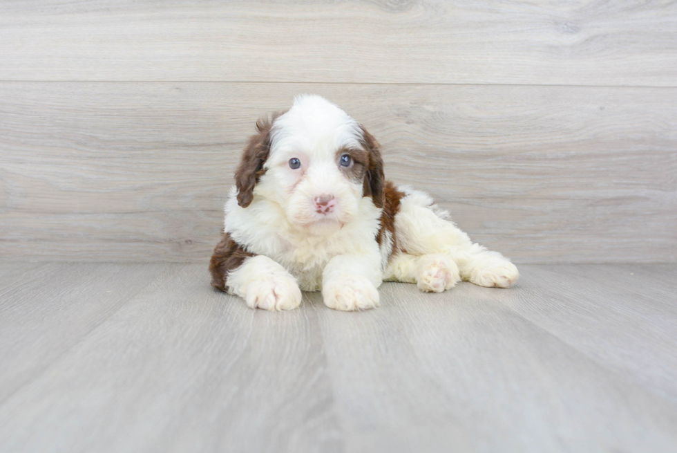 Portuguese Water Dog Pup Being Cute