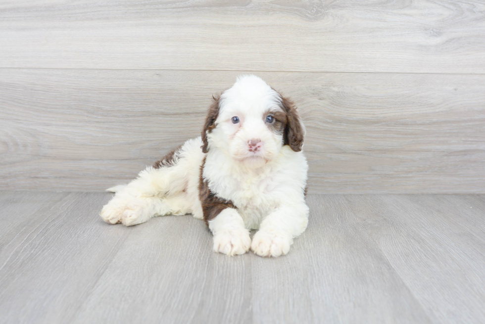 Small Portuguese Water Dog Baby