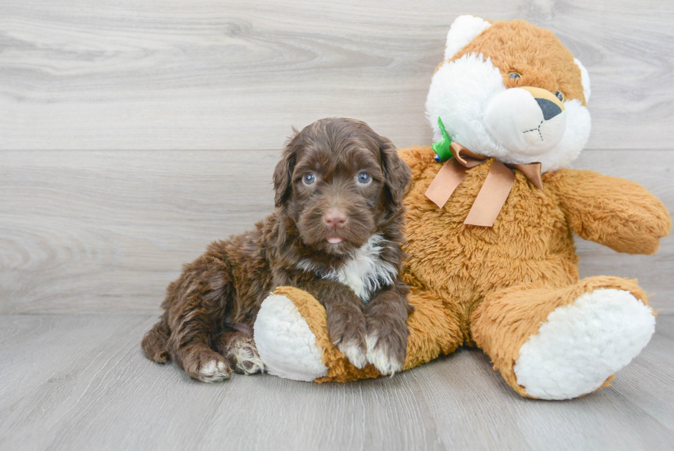 Cute Portuguese Water Dog Purebred Puppy